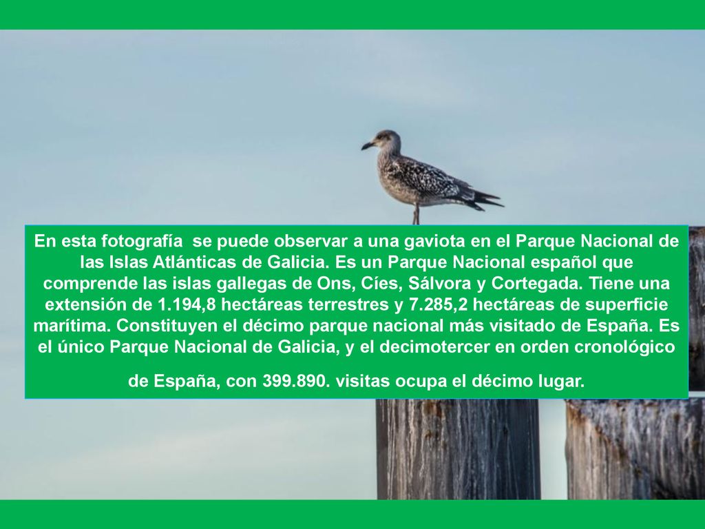 En esta fotografía se puede observar a una gaviota en el Parque Nacional de las Islas Atlánticas de Galicia.