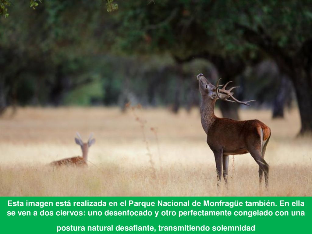 Esta imagen está realizada en el Parque Nacional de Monfragüe también