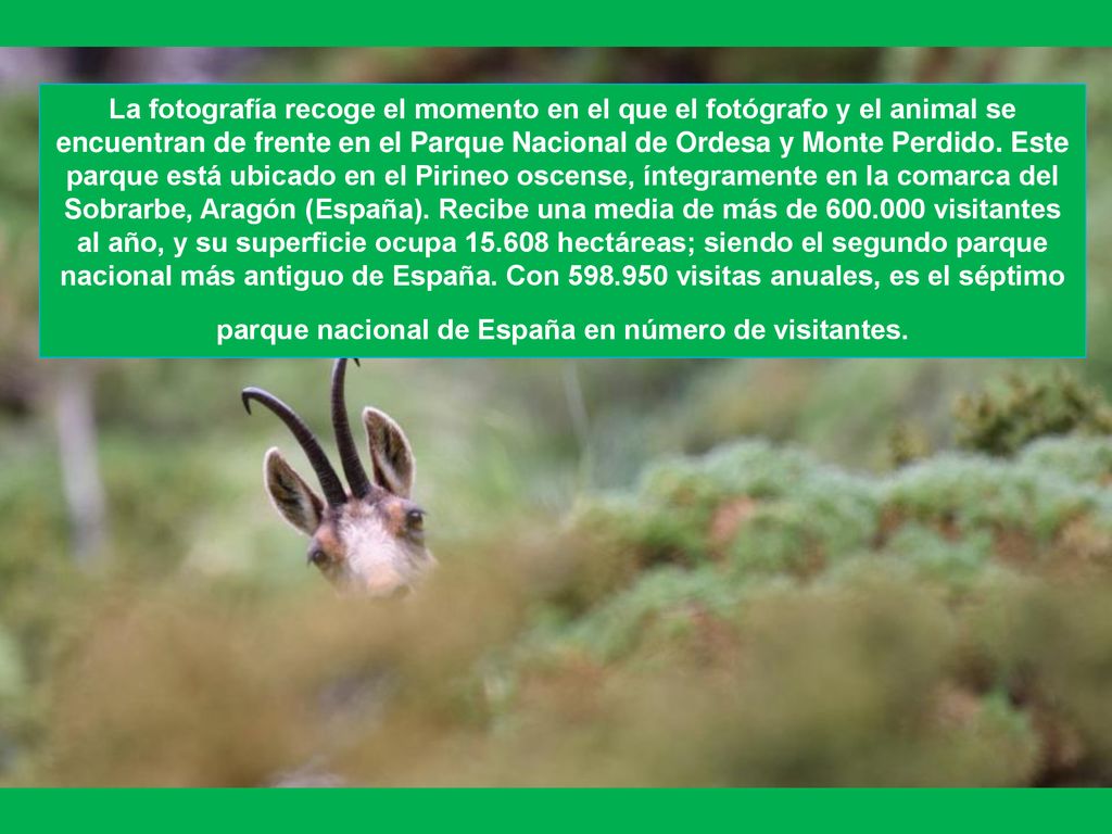 La fotografía recoge el momento en el que el fotógrafo y el animal se encuentran de frente en el Parque Nacional de Ordesa y Monte Perdido.