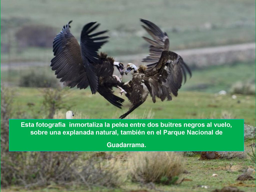 Esta fotografía inmortaliza la pelea entre dos buitres negros al vuelo, sobre una explanada natural, también en el Parque Nacional de Guadarrama.