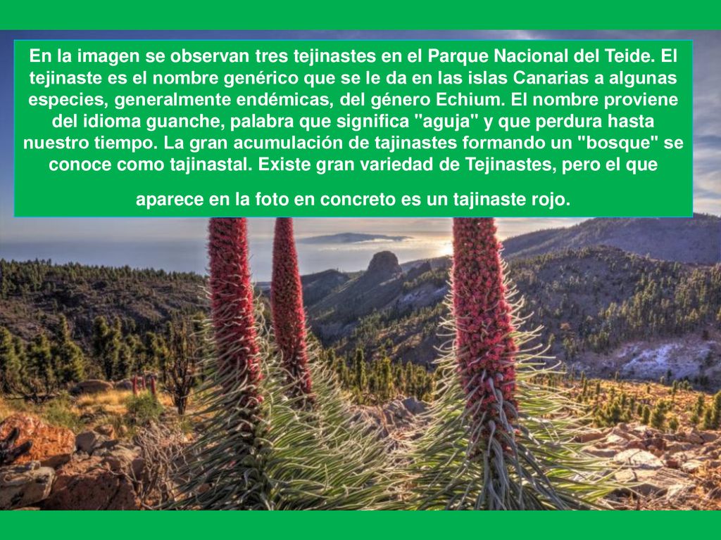 En la imagen se observan tres tejinastes en el Parque Nacional del Teide.