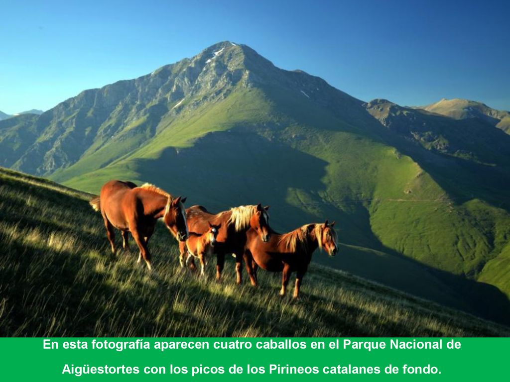 En esta fotografía aparecen cuatro caballos en el Parque Nacional de Aigüestortes con los picos de los Pirineos catalanes de fondo.