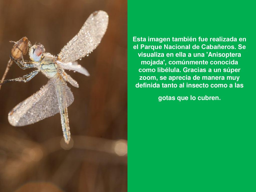 Esta imagen también fue realizada en el Parque Nacional de Cabañeros