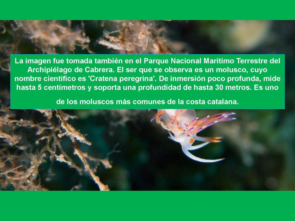 La imagen fue tomada también en el Parque Nacional Marítimo Terrestre del Archipiélago de Cabrera.