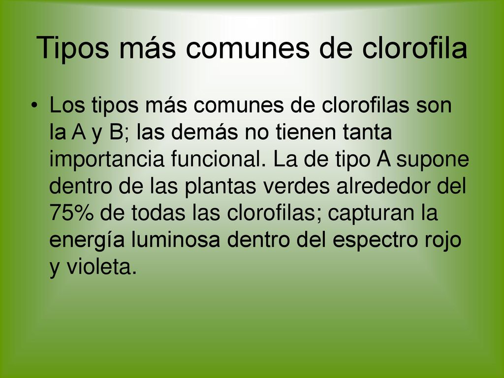 Tipos más comunes de clorofila