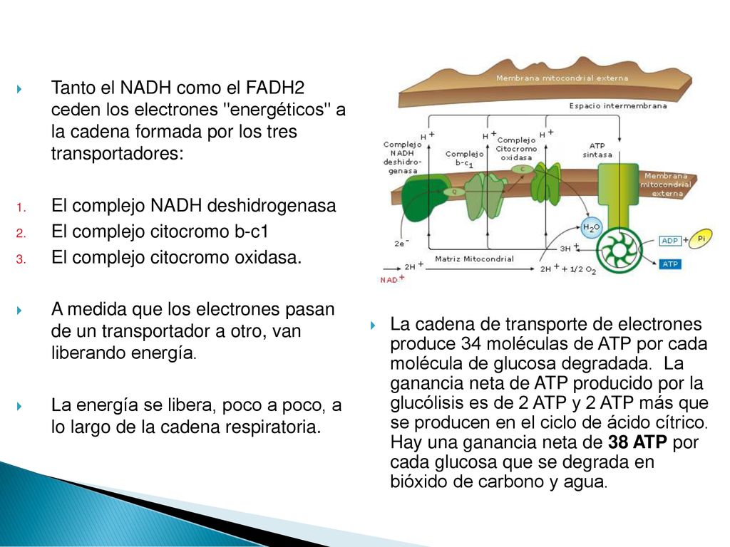 La cadena de transporte de electrones produce 34 moléculas de ATP por cada molécula de glucosa degradada. La ganancia neta de ATP producido por la glucólisis es de 2 ATP y 2 ATP más que se producen en el ciclo de ácido cítrico. Hay una ganancia neta de 38 ATP por cada glucosa que se degrada en bióxido de carbono y agua.