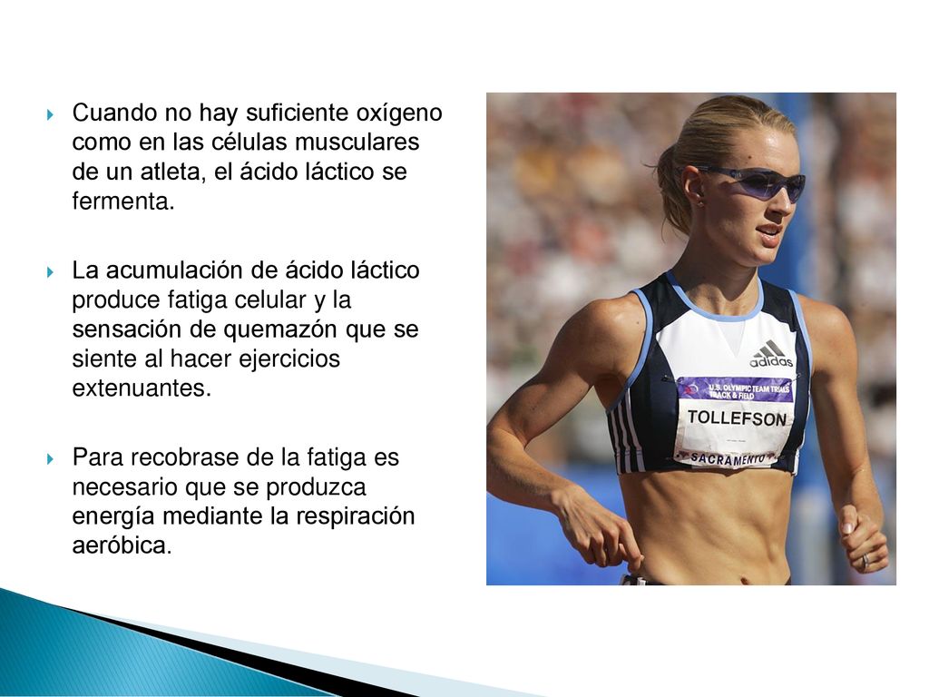 Cuando no hay suficiente oxígeno como en las células musculares de un atleta, el ácido láctico se fermenta.