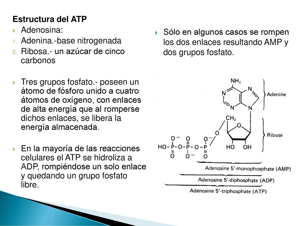Estructura del ATP Adenosina: Adenina.-base nitrogenada. Ribosa.- un azúcar de cinco carbonos.