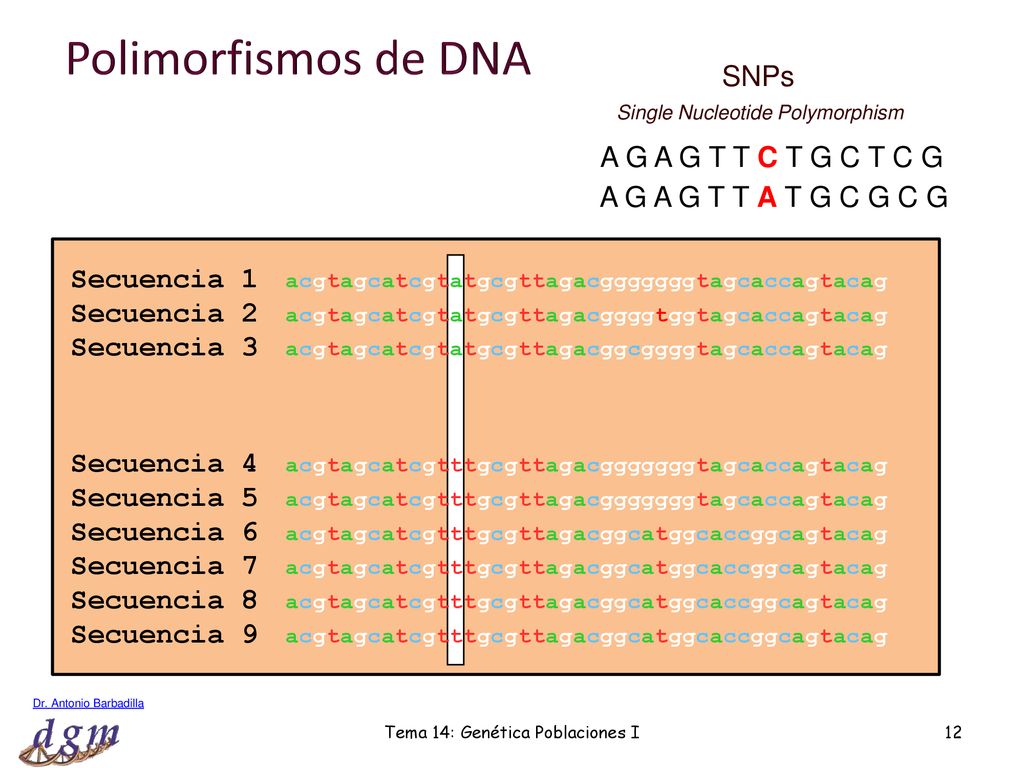 Polimorfismos de DNA SNPs A G A G T T C T G C T C G