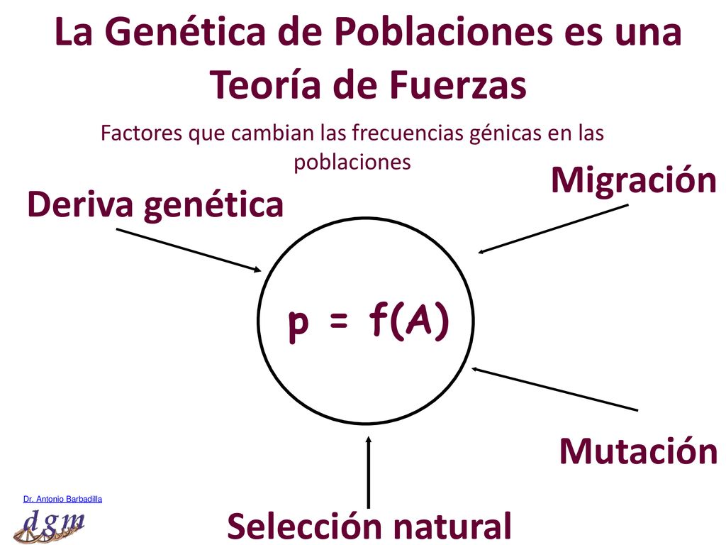 La Genética de Poblaciones es una Teoría de Fuerzas