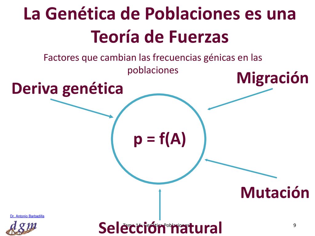 La Genética de Poblaciones es una Teoría de Fuerzas