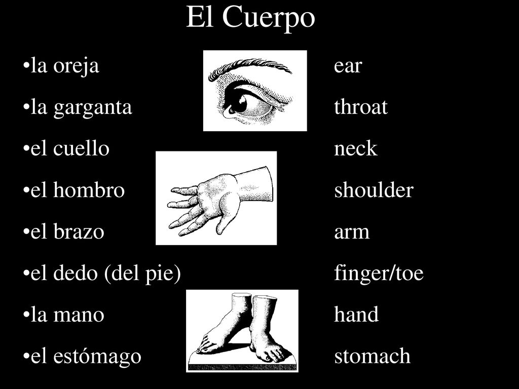 El Cuerpo la oreja ear la garganta throat el cuello neck