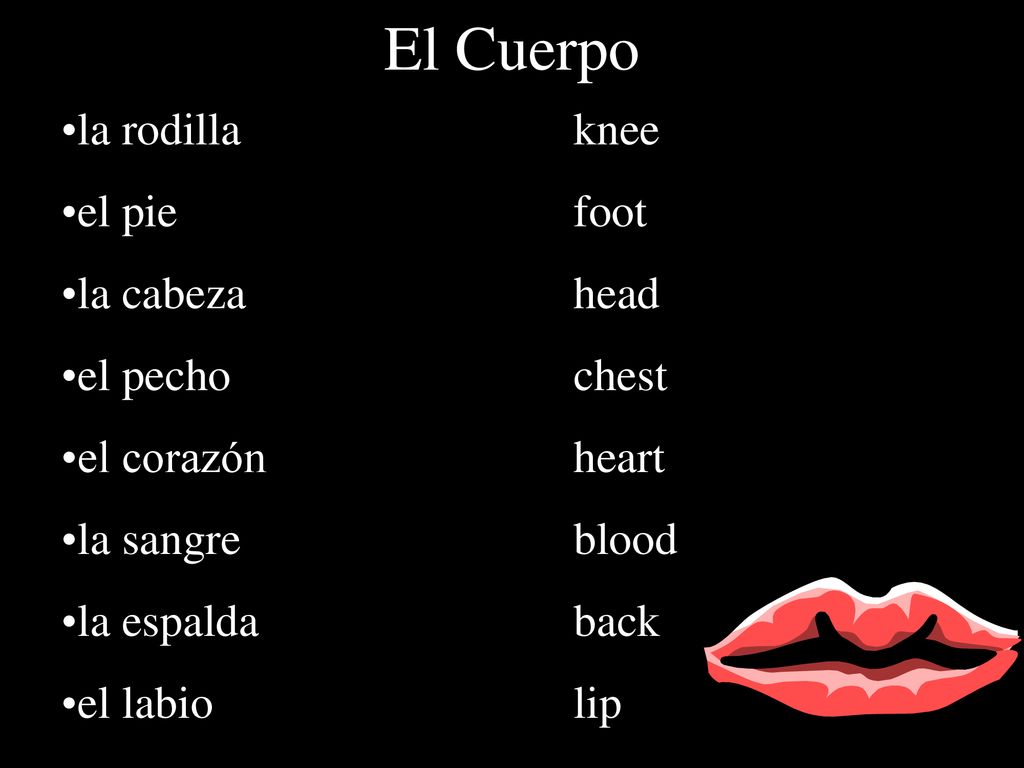 El Cuerpo la rodilla knee el pie foot la cabeza head el pecho chest