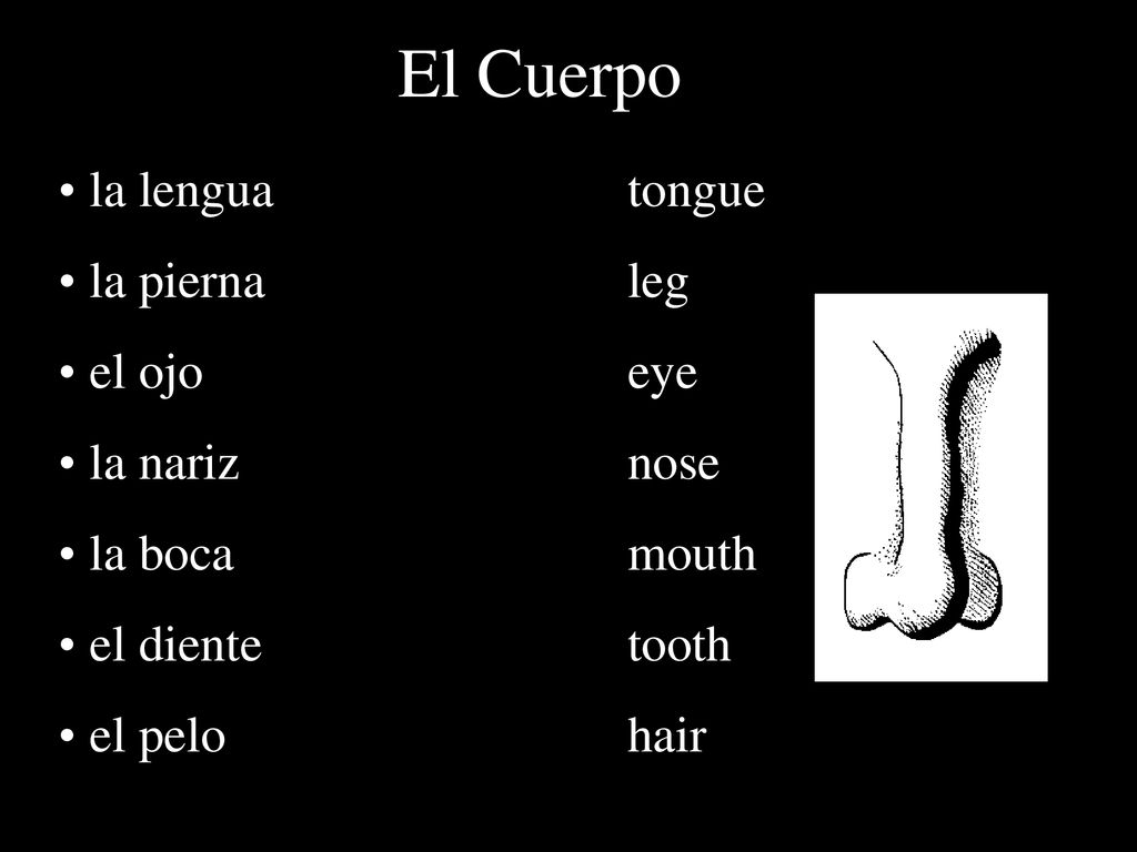 El Cuerpo la lengua tongue la pierna leg el ojo eye la nariz nose