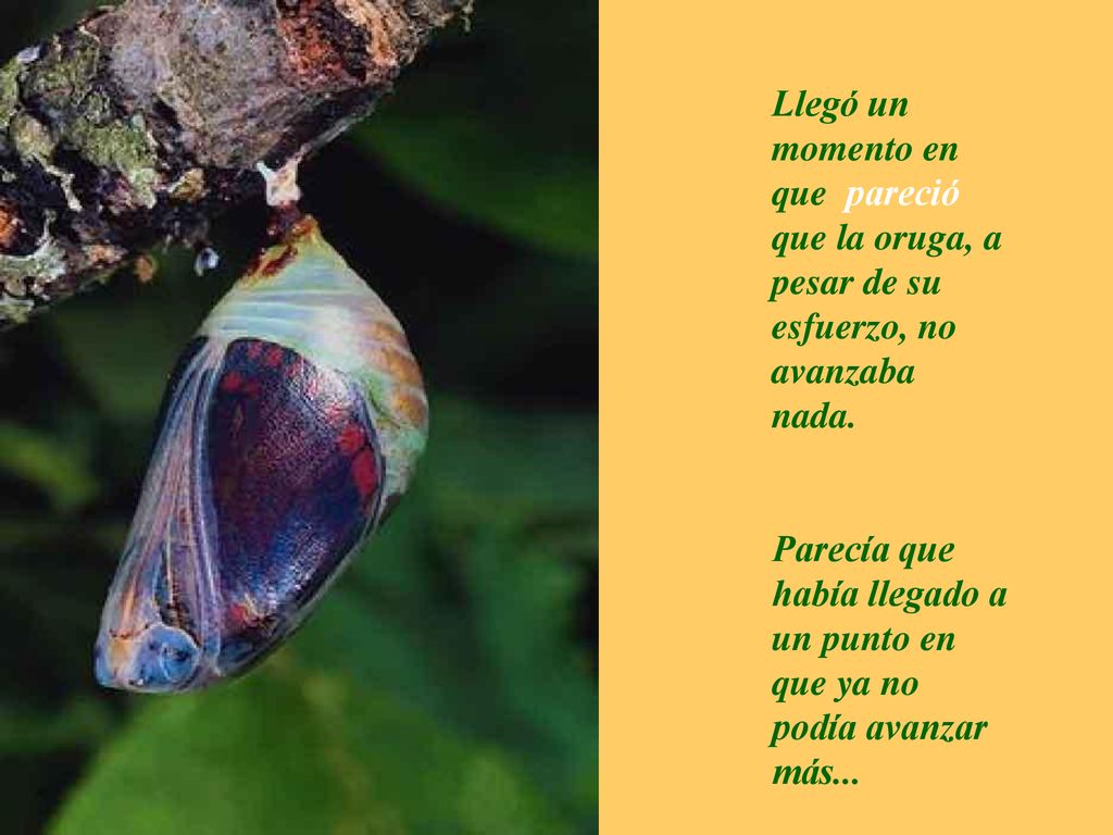 Llegó un momento en que pareció que la oruga, a pesar de su esfuerzo, no avanzaba nada.