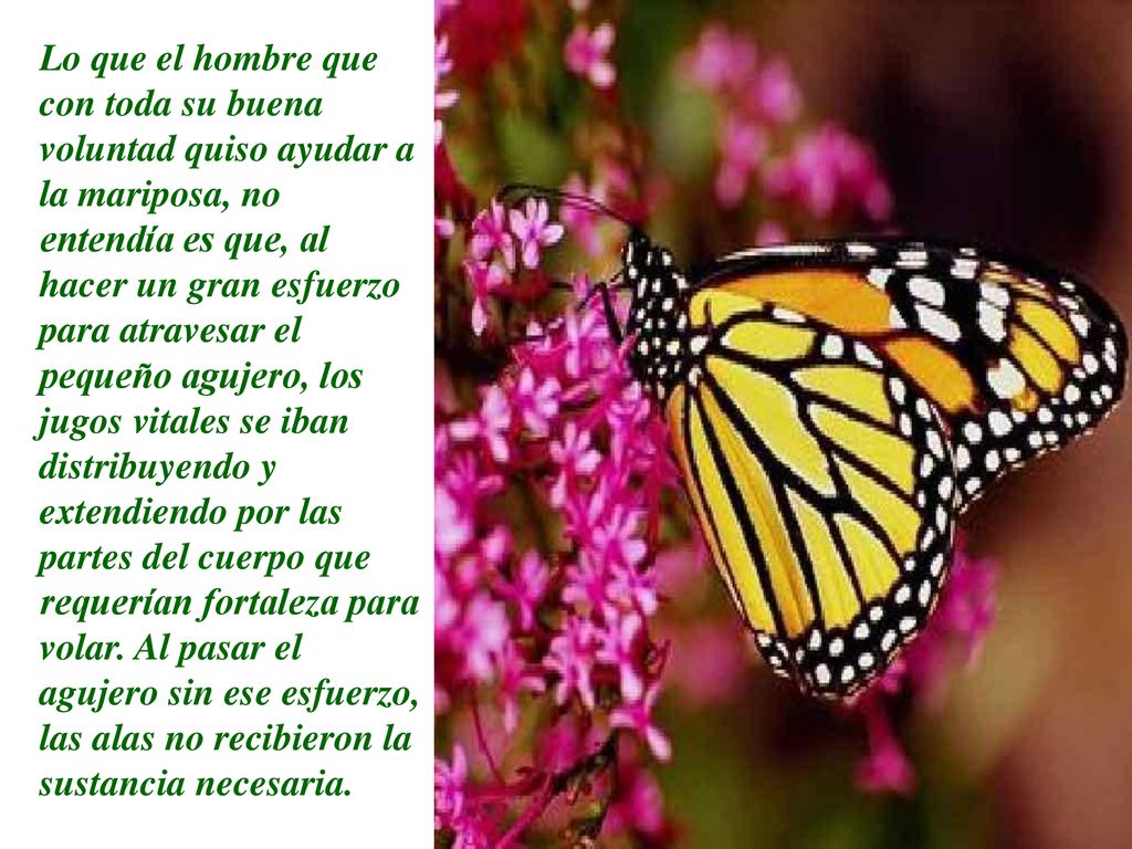 Lo que el hombre que con toda su buena voluntad quiso ayudar a la mariposa, no entendía es que, al hacer un gran esfuerzo para atravesar el pequeño agujero, los jugos vitales se iban distribuyendo y extendiendo por las partes del cuerpo que requerían fortaleza para volar.