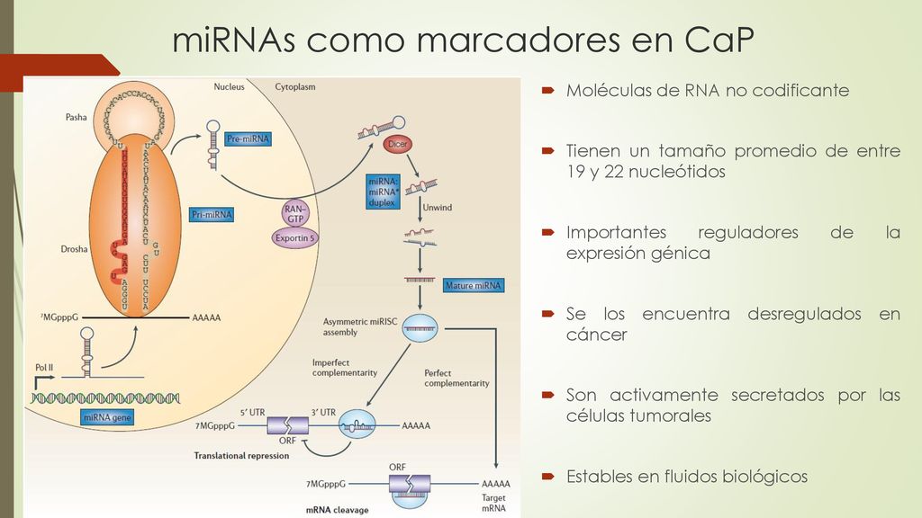 miRNAs como marcadores en CaP