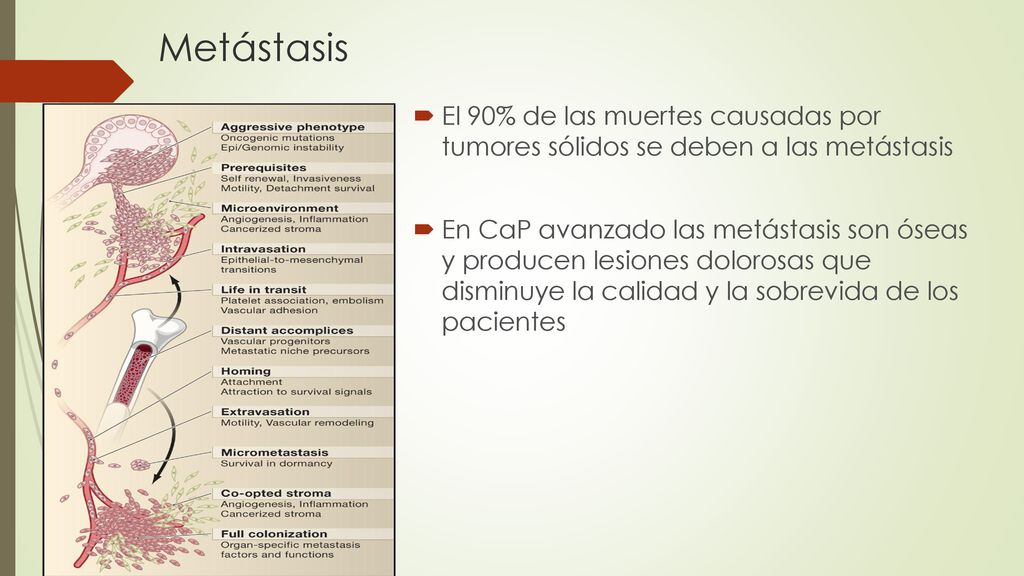 Metástasis El 90% de las muertes causadas por tumores sólidos se deben a las metástasis.