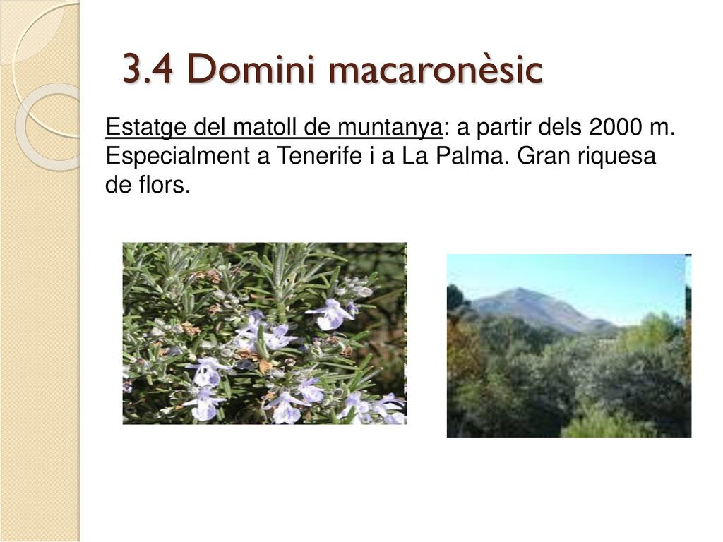 3.4 Domini macaronèsic Estatge del matoll de muntanya: a partir dels 2000 m.