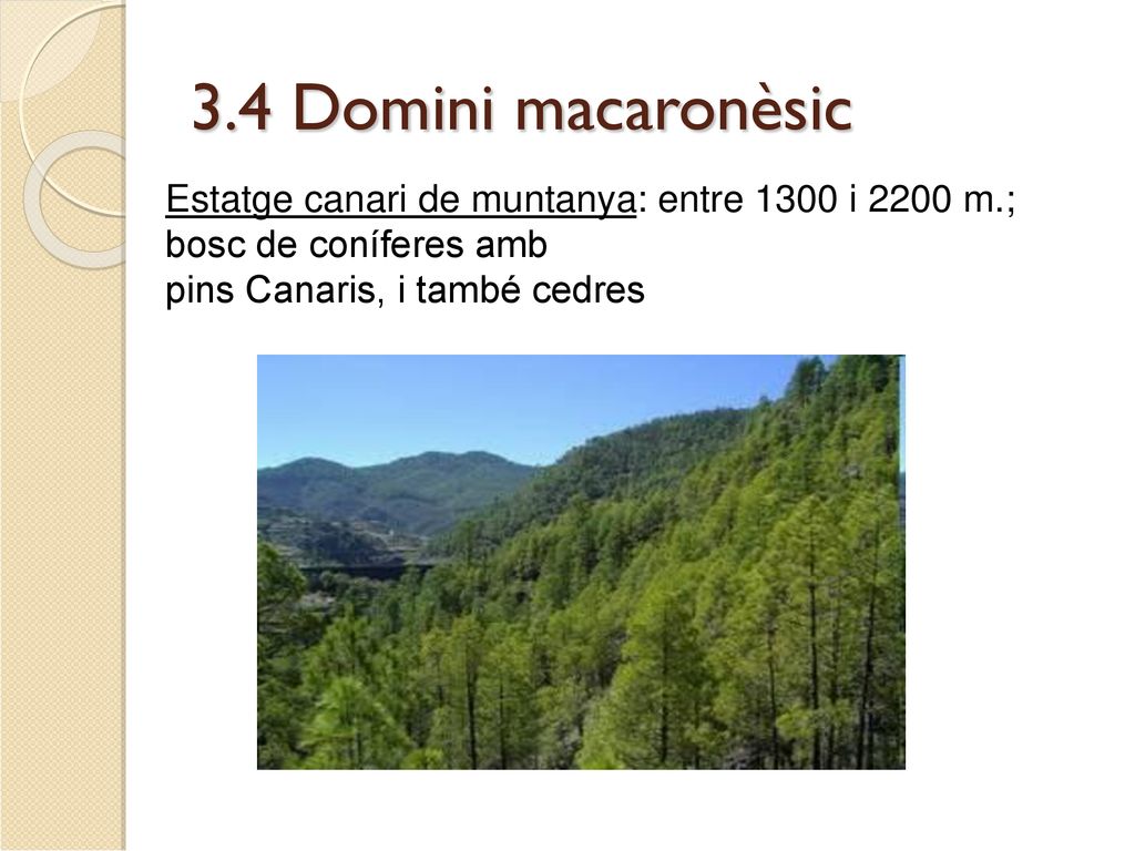 3.4 Domini macaronèsic Estatge canari de muntanya: entre 1300 i 2200 m.; bosc de coníferes amb.