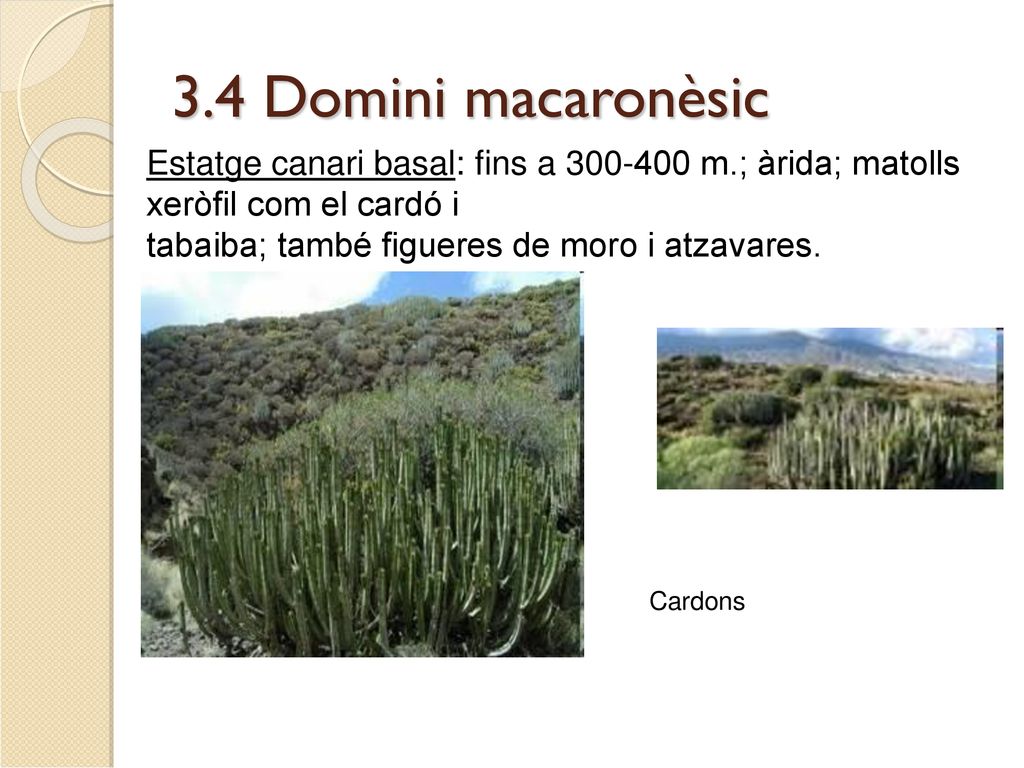 3.4 Domini macaronèsic Estatge canari basal: fins a m.; àrida; matolls xeròfil com el cardó i.