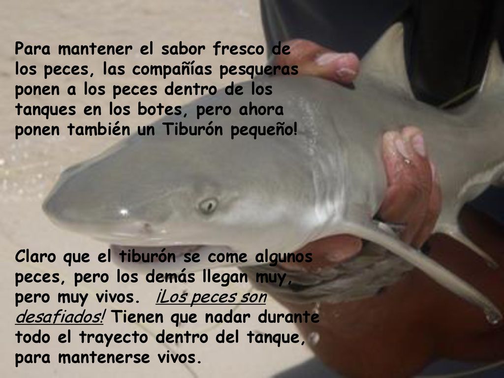 Para mantener el sabor fresco de los peces, las compañías pesqueras ponen a los peces dentro de los tanques en los botes, pero ahora ponen también un Tiburón pequeño!