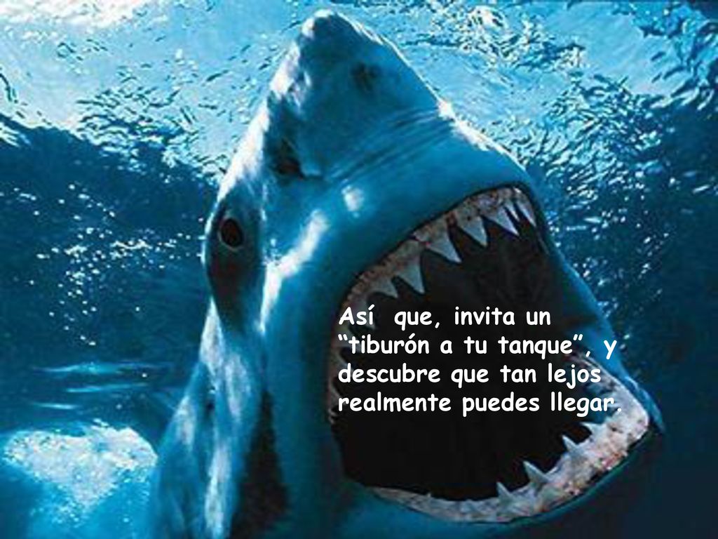 Así que, invita un tiburón a tu tanque , y descubre que tan lejos realmente puedes llegar.
