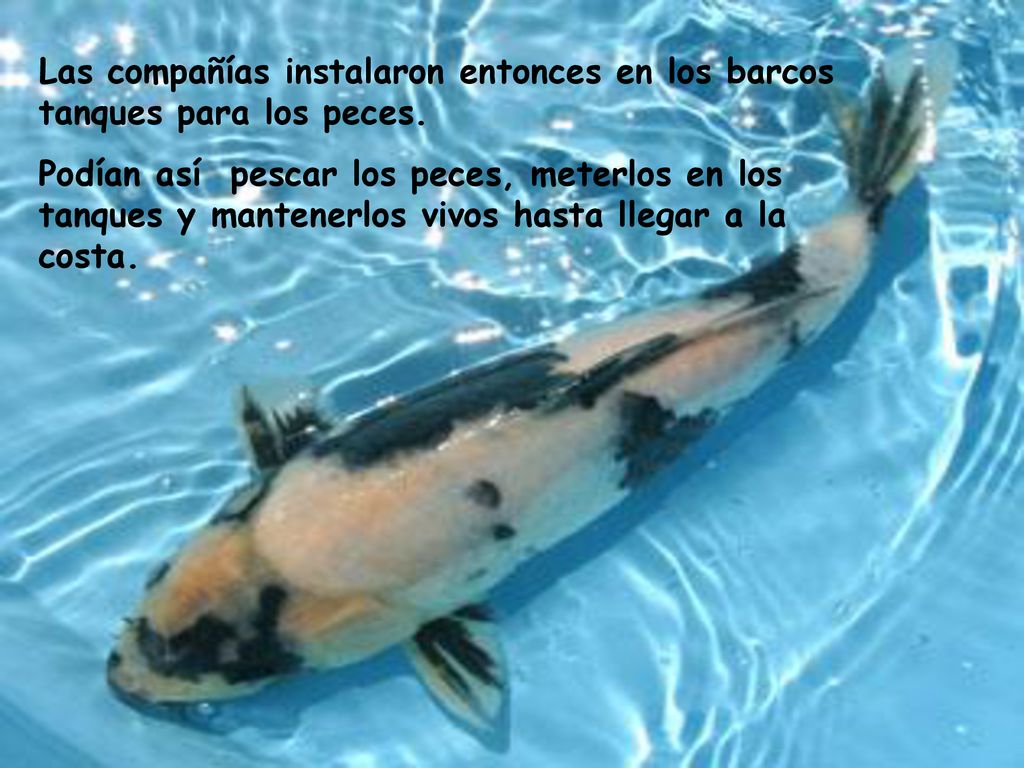 Las compañías instalaron entonces en los barcos tanques para los peces.