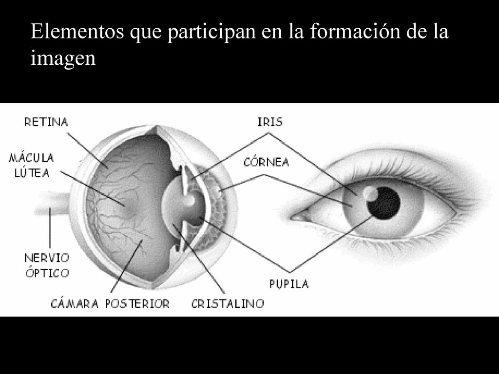 Elementos que participan en la formación de la imagen