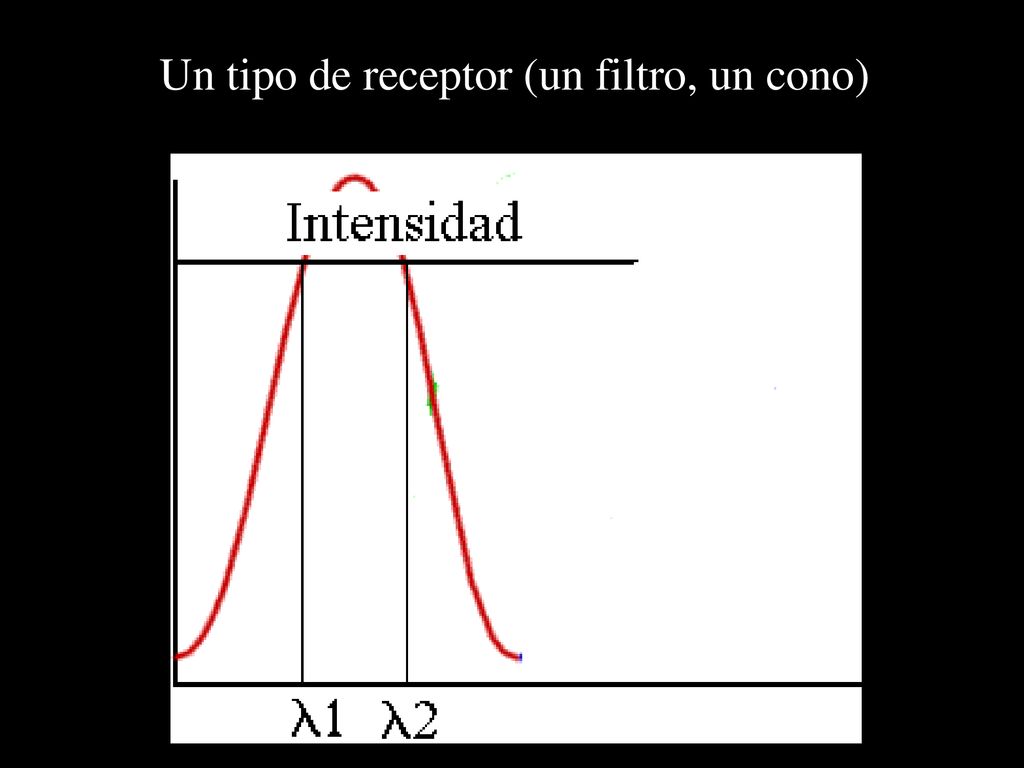 Un tipo de receptor (un filtro, un cono)