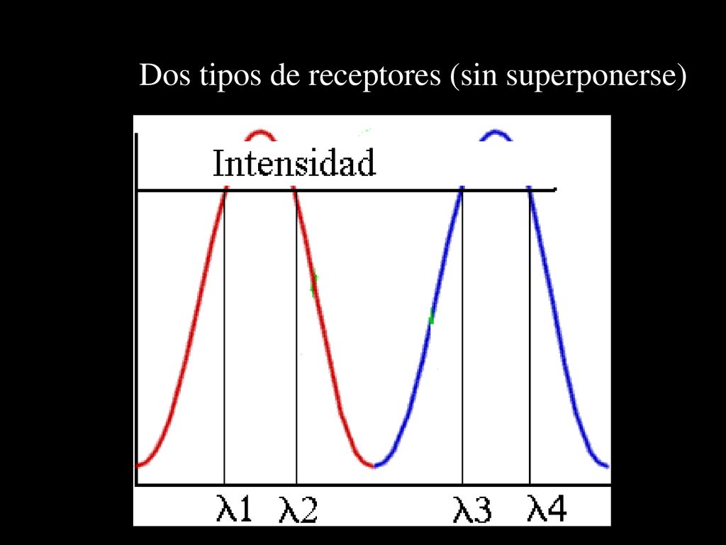 Dos tipos de receptores (sin superponerse)