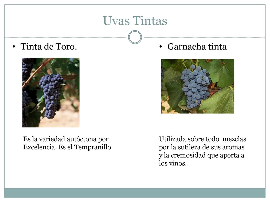 Uvas Tintas Tinta de Toro. Garnacha tinta Es la variedad autóctona por