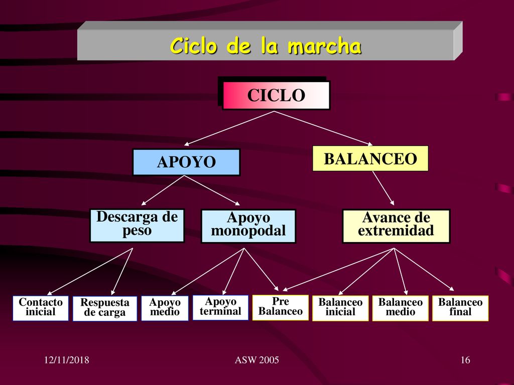 Ciclo de la marcha CICLO BALANCEO APOYO Descarga de peso