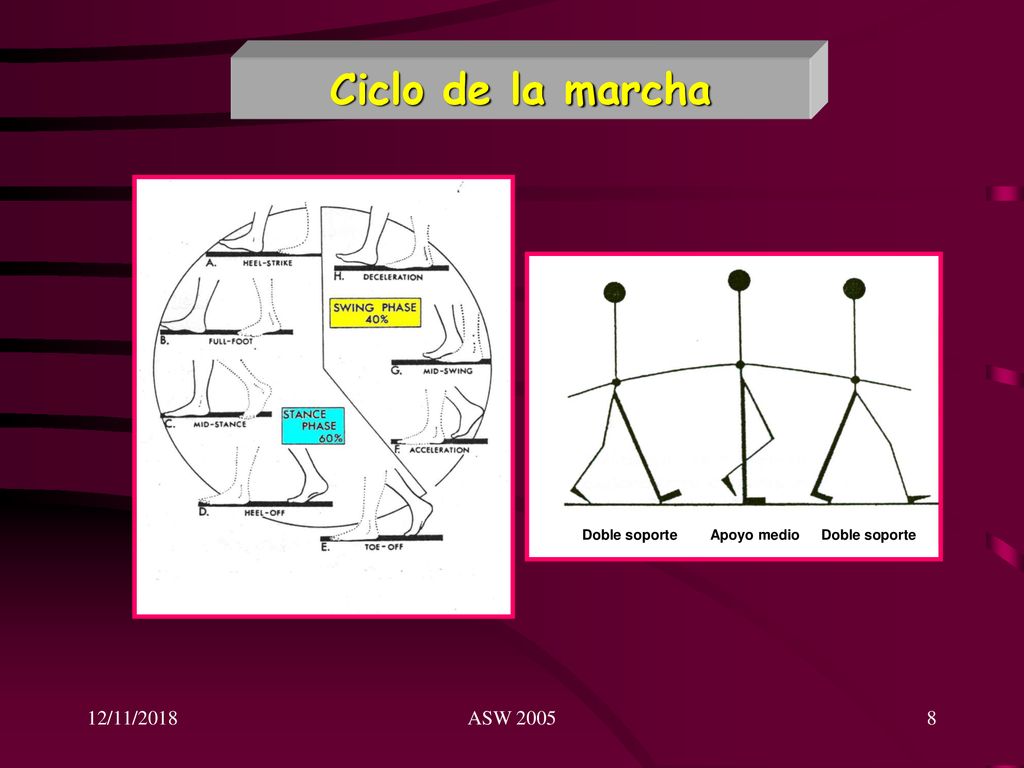 Ciclo de la marcha Apoyo medio 12/11/2018 ASW 2005 Doble soporte