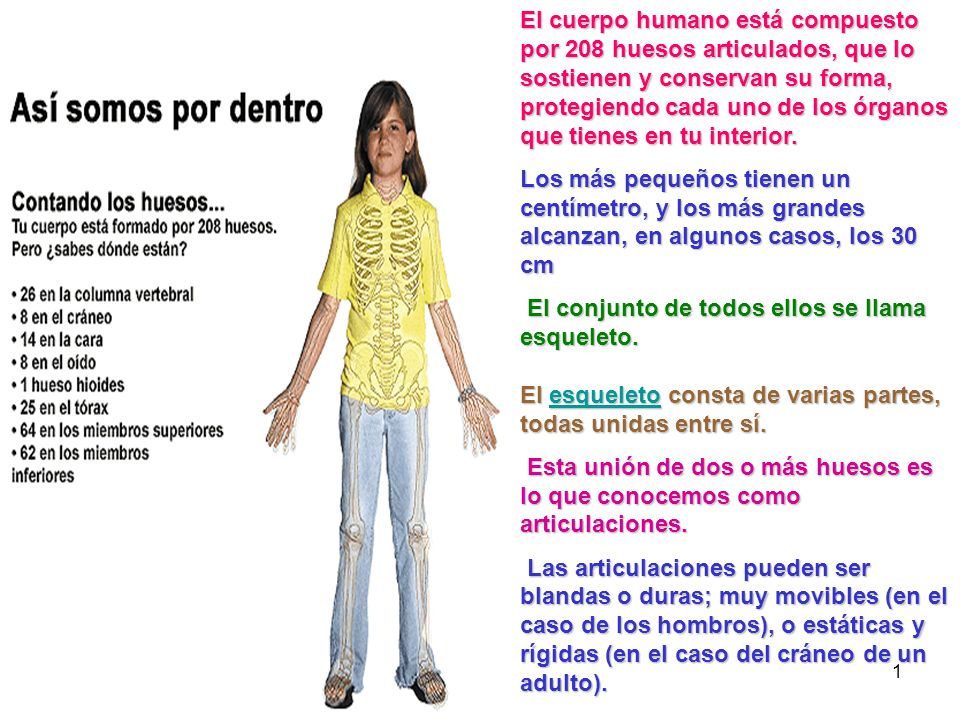El cuerpo humano está compuesto por 208 huesos articulados, que lo sostienen y conservan su forma, protegiendo cada uno de los órganos que tienes en tu interior.