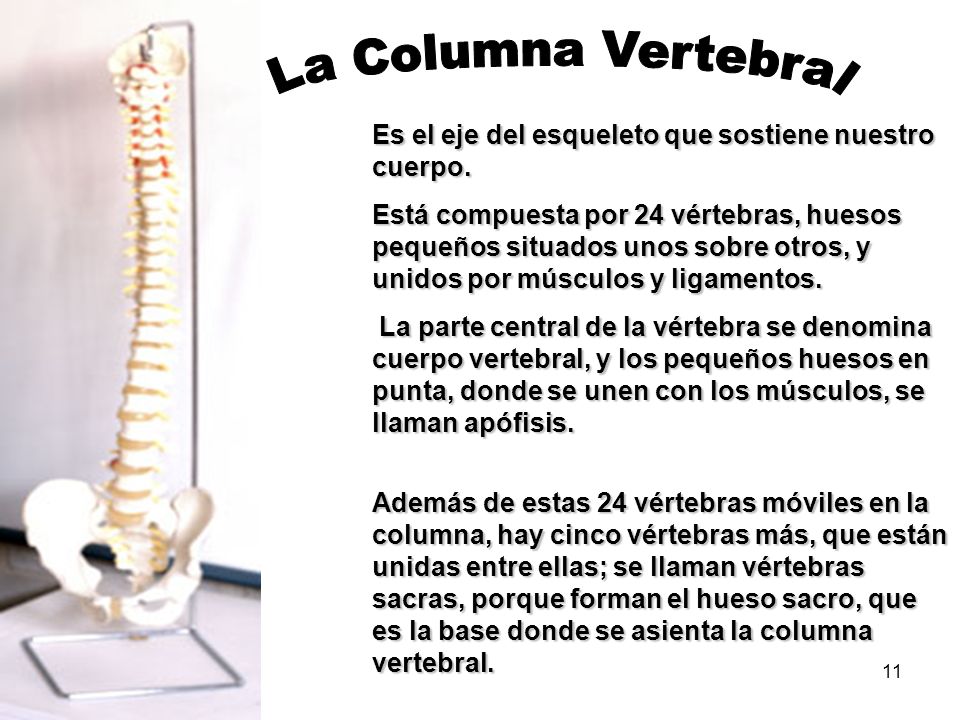 La Columna Vertebral Es el eje del esqueleto que sostiene nuestro cuerpo.