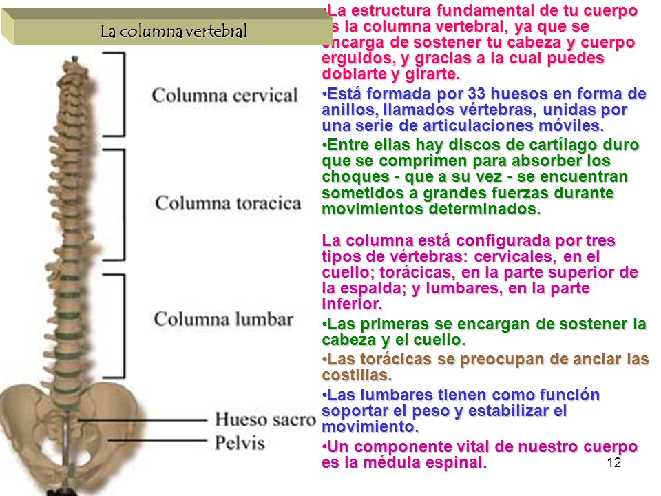 La estructura fundamental de tu cuerpo es la columna vertebral, ya que se encarga de sostener tu cabeza y cuerpo erguidos, y gracias a la cual puedes doblarte y girarte.