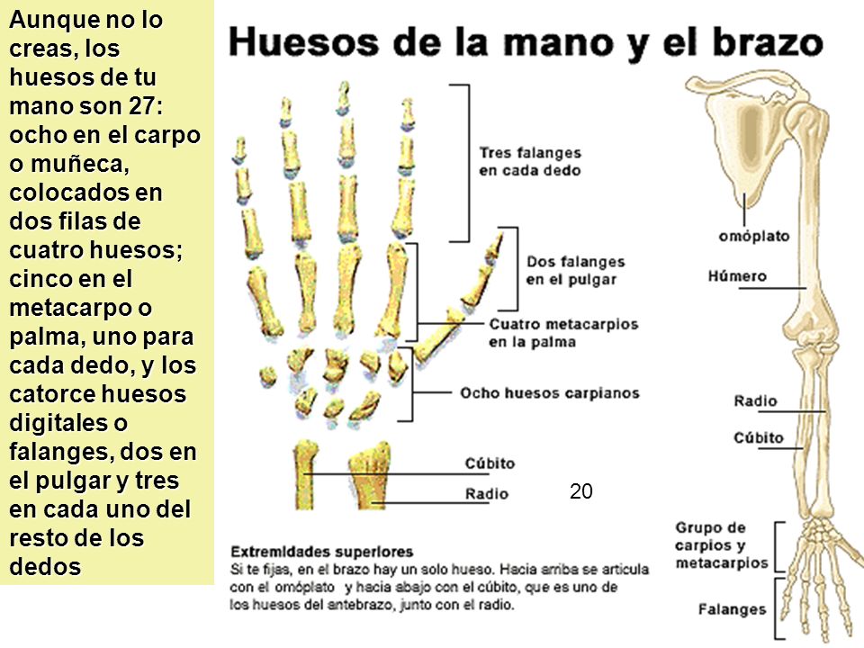Aunque no lo creas, los huesos de tu mano son 27: ocho en el carpo o muñeca, colocados en dos filas de cuatro huesos; cinco en el metacarpo o palma, uno para cada dedo, y los catorce huesos digitales o falanges, dos en el pulgar y tres en cada uno del resto de los dedos