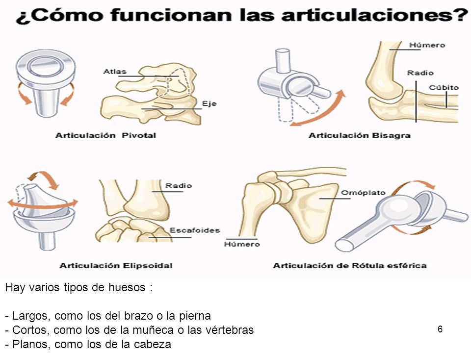 Hay varios tipos de huesos :