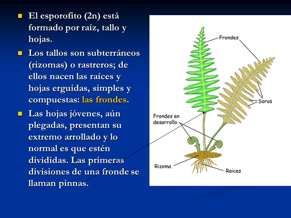 El esporofito (2n) está formado por raíz, tallo y hojas.