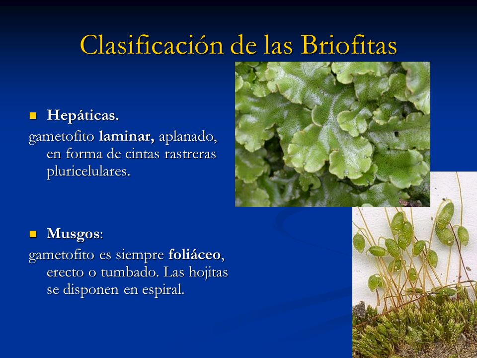 Clasificación de las Briofitas