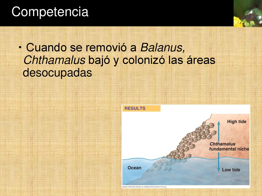 Competencia Cuando se removió a Balanus, Chthamalus bajó y colonizó las áreas desocupadas