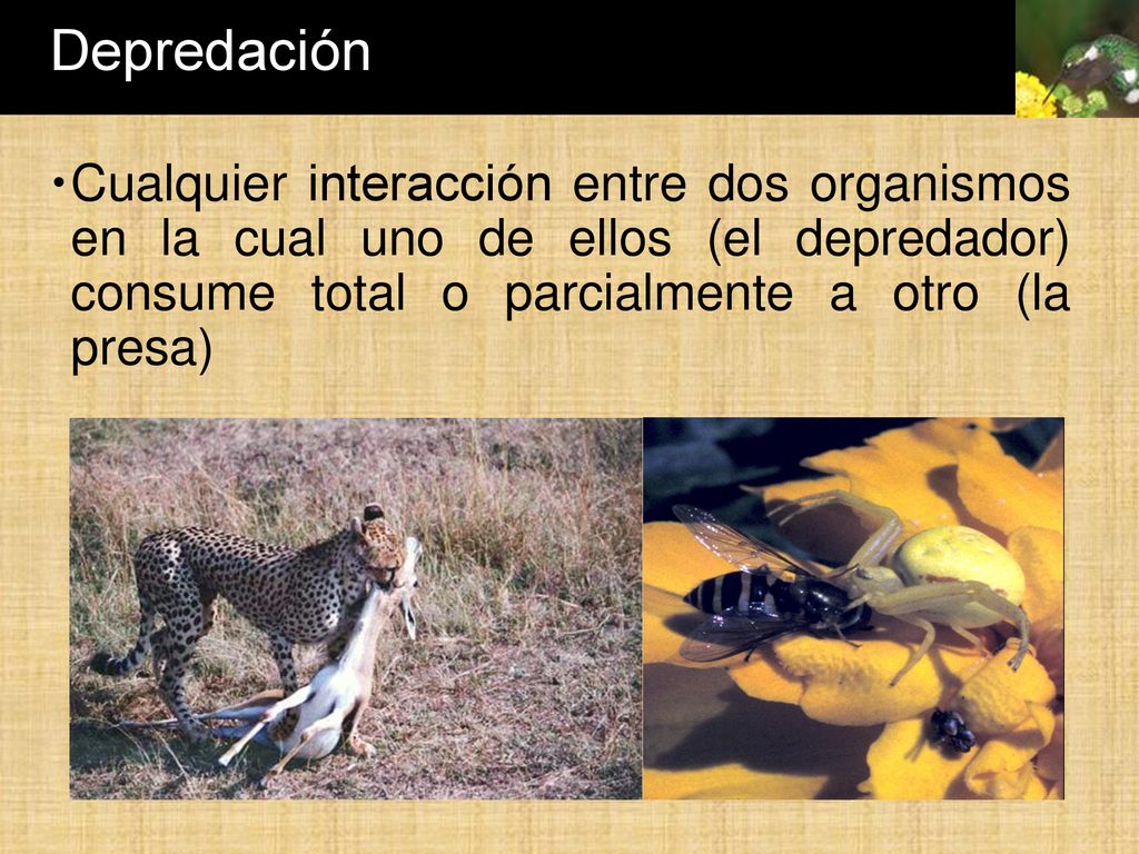 Depredación Cualquier interacción entre dos organismos en la cual uno de ellos (el depredador) consume total o parcialmente a otro (la presa)
