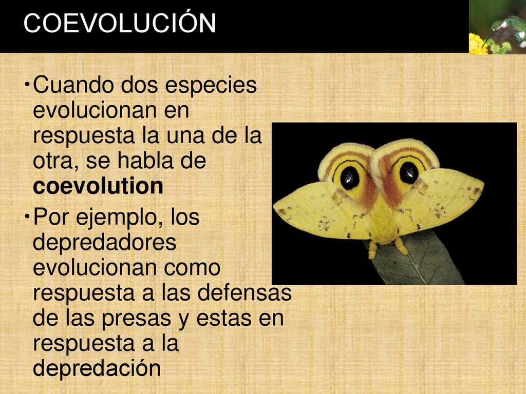 COEVOLUCIÓN Cuando dos especies evolucionan en respuesta la una de la otra, se habla de coevolution.