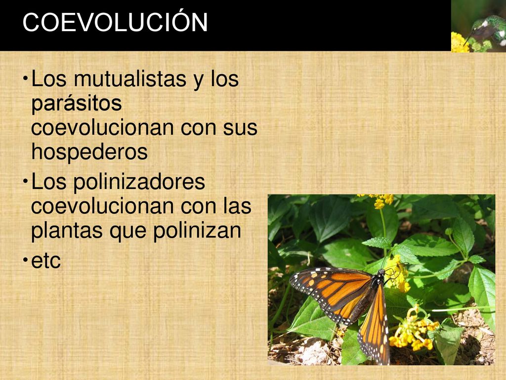 COEVOLUCIÓN Los mutualistas y los parásitos coevolucionan con sus hospederos. Los polinizadores coevolucionan con las plantas que polinizan.