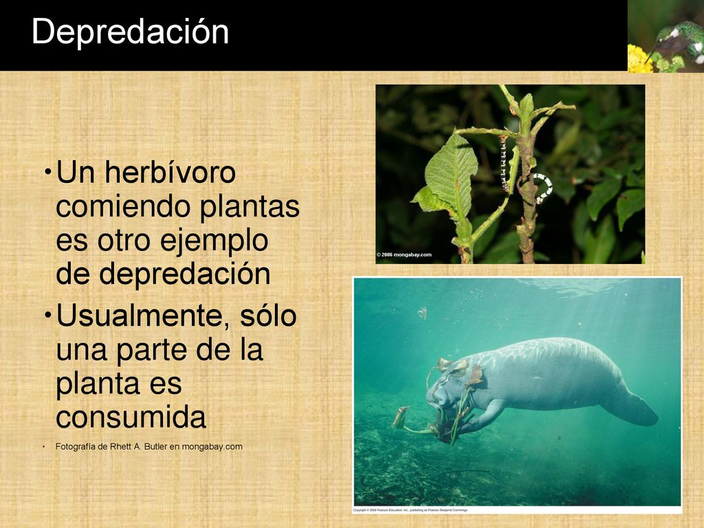 Depredación Un herbívoro comiendo plantas es otro ejemplo de depredación. Usualmente, sólo una parte de la planta es consumida.
