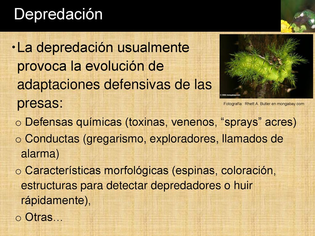 Depredación La depredación usualmente provoca la evolución de adaptaciones defensivas de las presas: