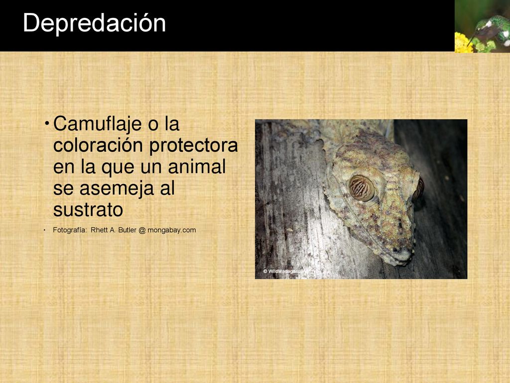 Depredación Camuflaje o la coloración protectora en la que un animal se asemeja al sustrato.