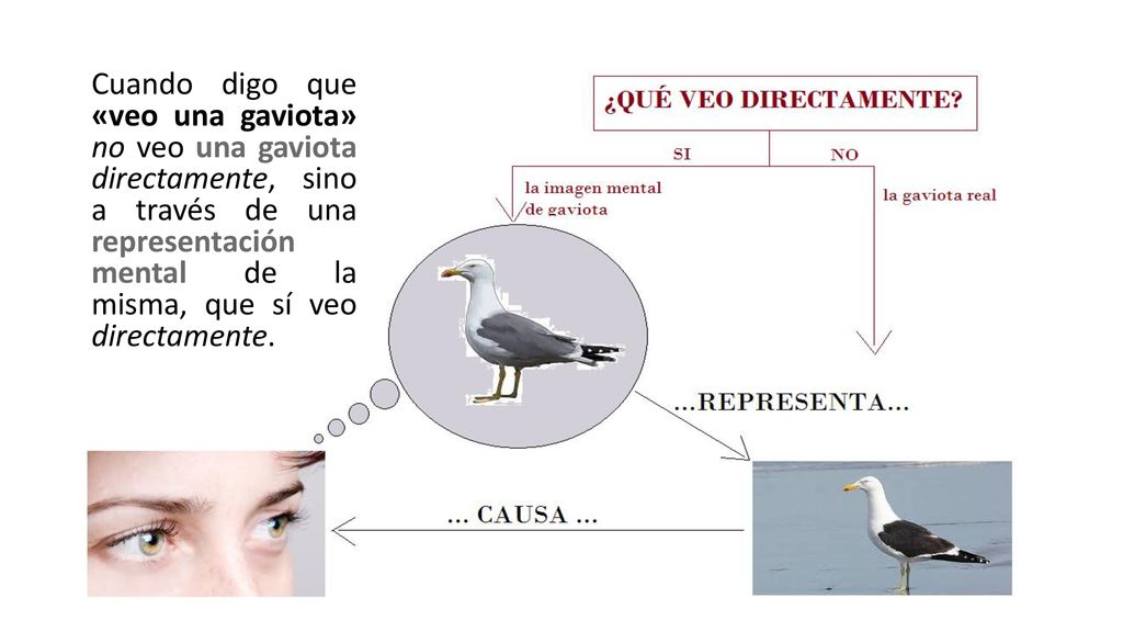 Cuando digo que «veo una gaviota» no veo una gaviota directamente, sino a través de una representación mental de la misma, que sí veo directamente.