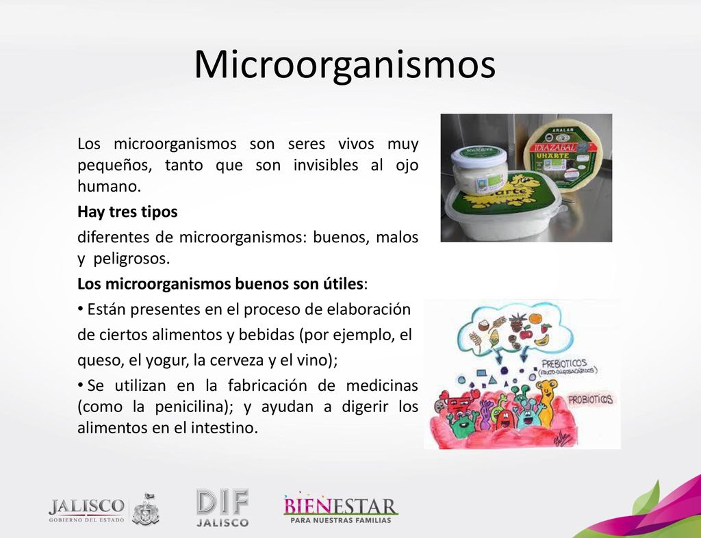 Microorganismos Los microorganismos son seres vivos muy pequeños, tanto que son invisibles al ojo humano.